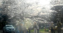 佐倉の桜祭？