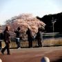 桜祭？第2だん♪